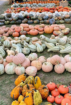 pumpkins-2.jpeg